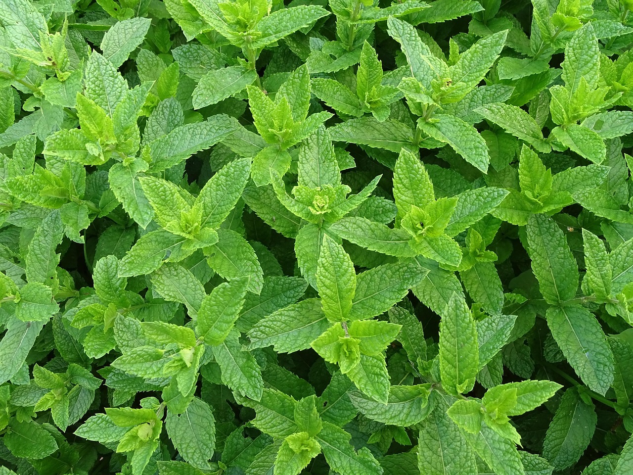 mauvaise haleine